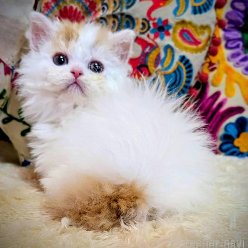 販売中の大阪府のラムキン-139031の5枚目