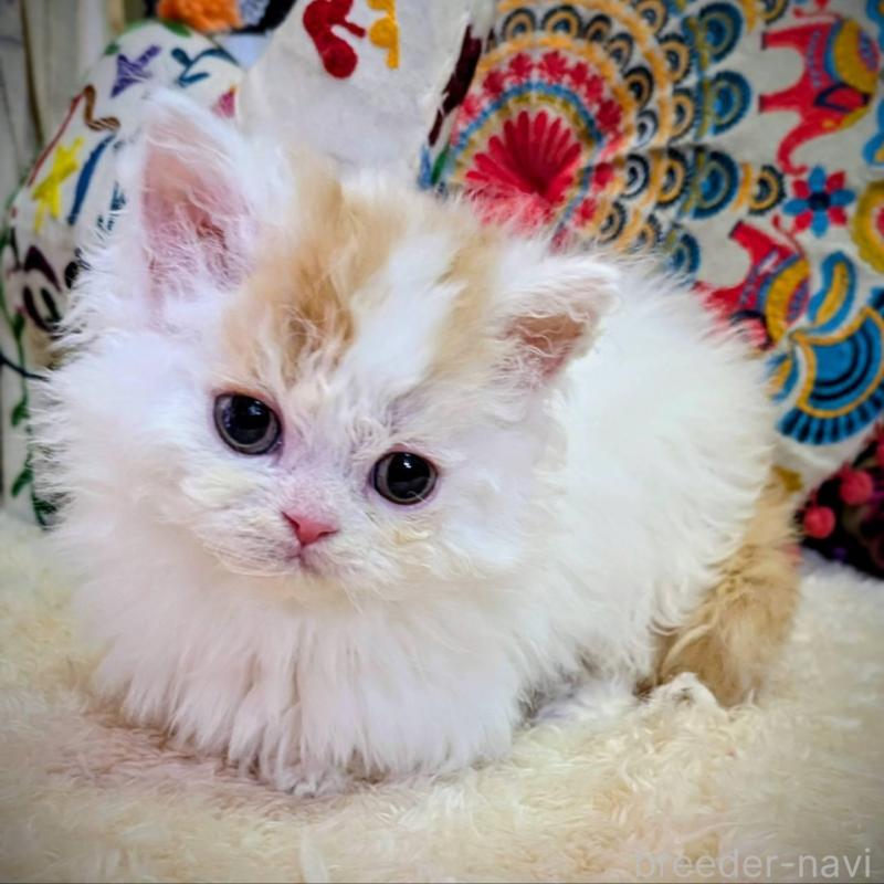 販売中の大阪府のラムキン-139031の4枚目