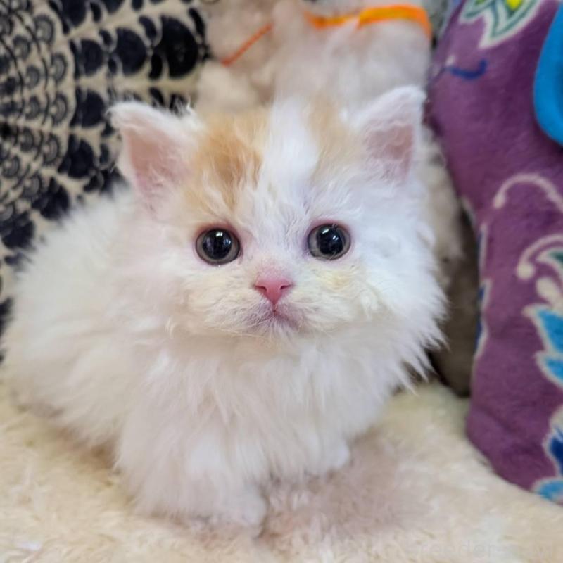 販売中の大阪府のラムキン-139031