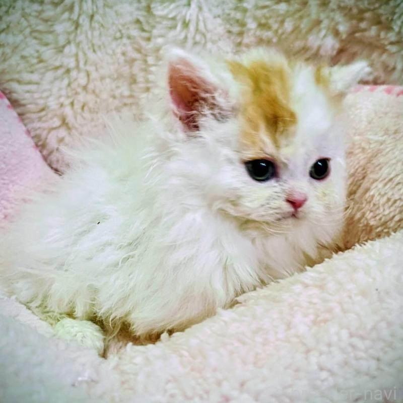 販売中の大阪府のラムキン-139031の2枚目