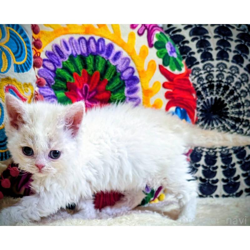 販売中の大阪府のラムキン-139032の5枚目