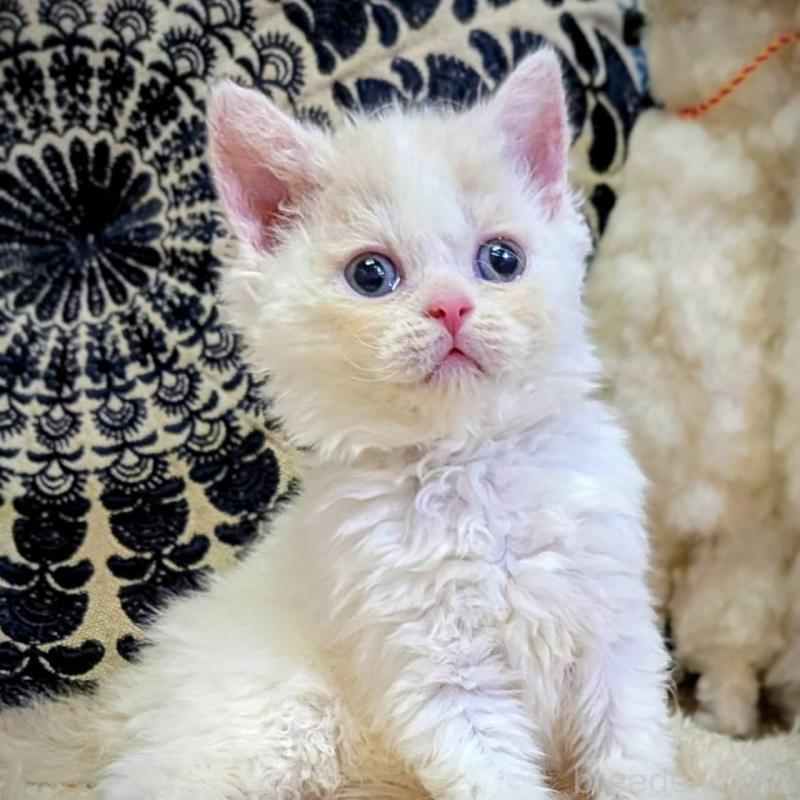 販売中の大阪府のラムキン-139032の4枚目