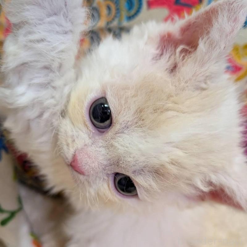 販売中の大阪府のラムキン-139032の3枚目