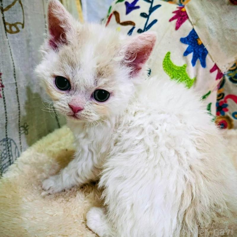 販売中の大阪府のラムキン-139032の2枚目