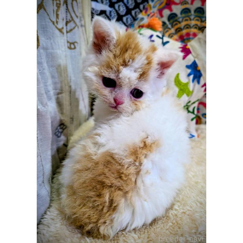 販売中の大阪府のラムキン-139033の5枚目