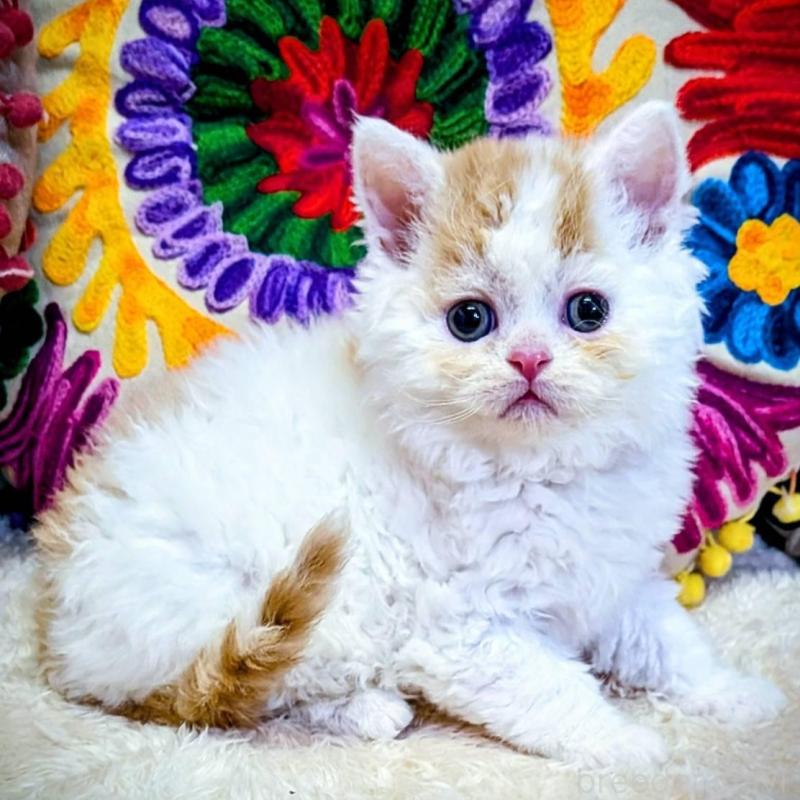 販売中の大阪府のラムキン-139033の4枚目