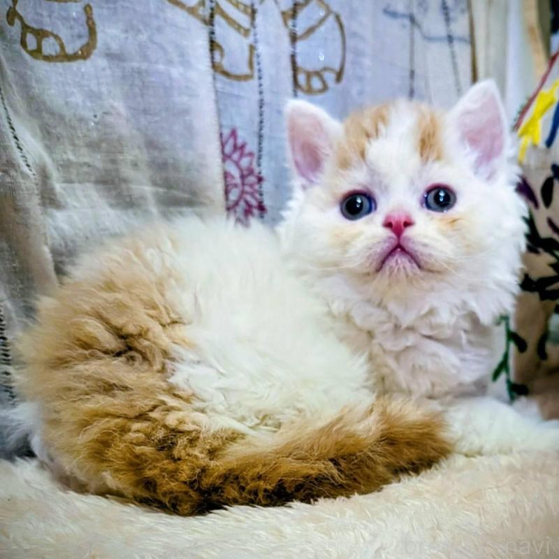 販売中の大阪府のラムキン-139033