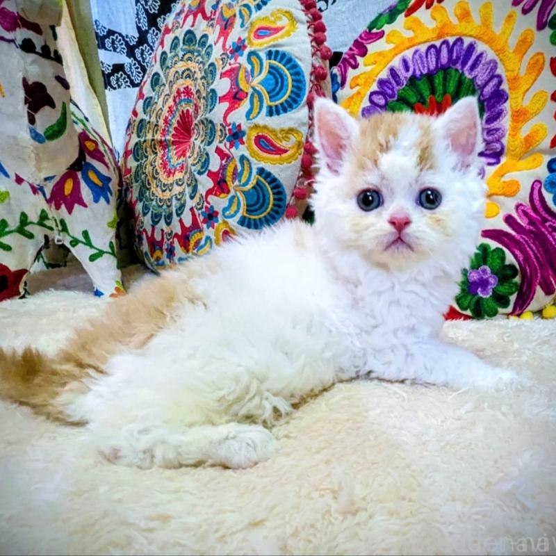 販売中の大阪府のラムキン-139033の3枚目