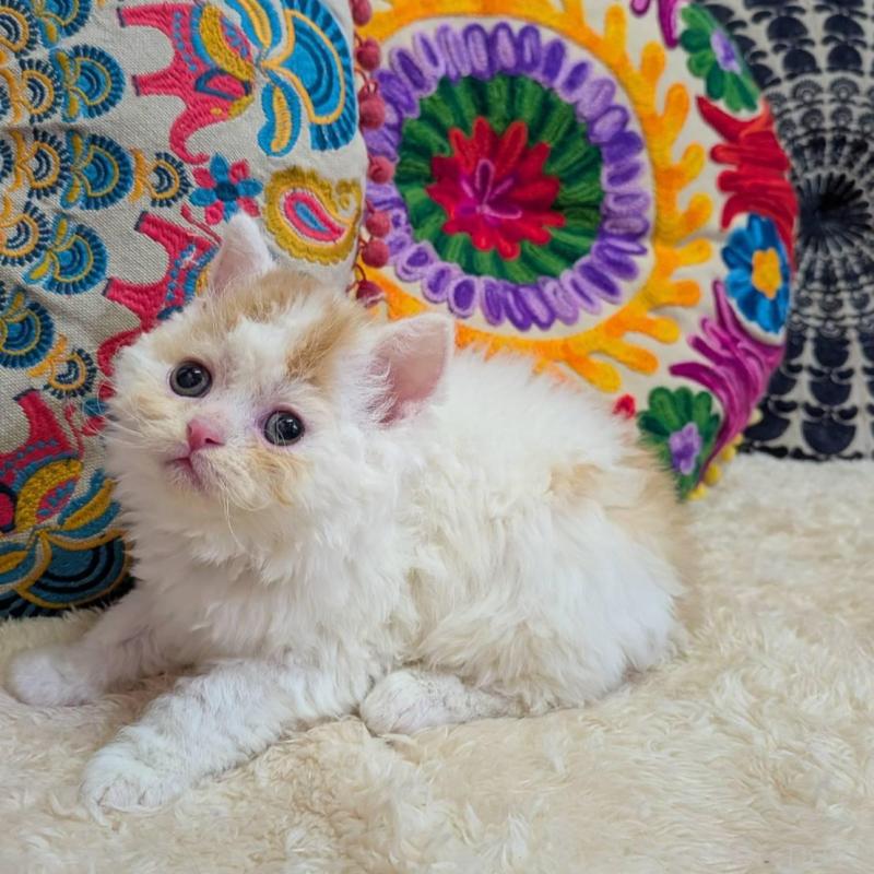 販売中の大阪府のラムキン-139033の2枚目