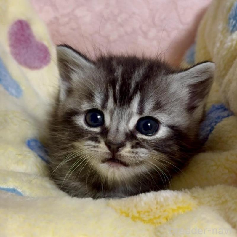 販売中の大阪府のスコティッシュストレート-138582