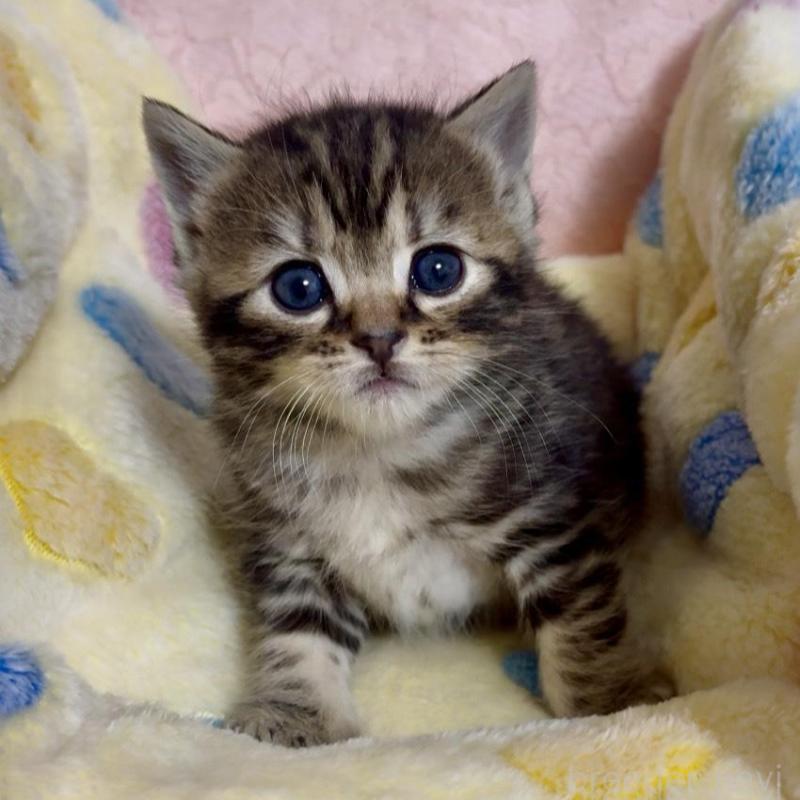 販売中の大阪府のスコティッシュストレート-138542