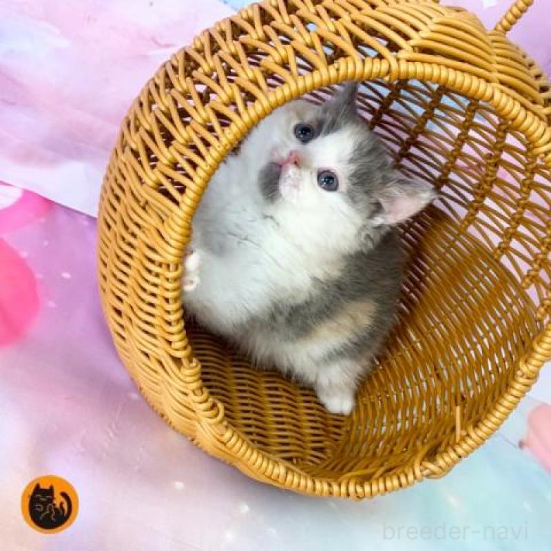 販売中の大阪府のスコティッシュフォールド-139034