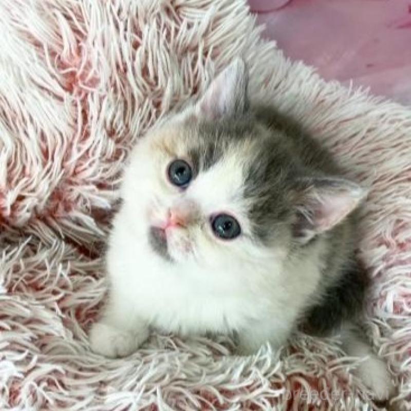 販売中の大阪府のスコティッシュフォールド-139034の5枚目