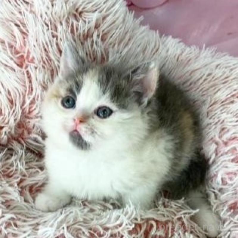 販売中の大阪府のスコティッシュフォールド-139034の2枚目