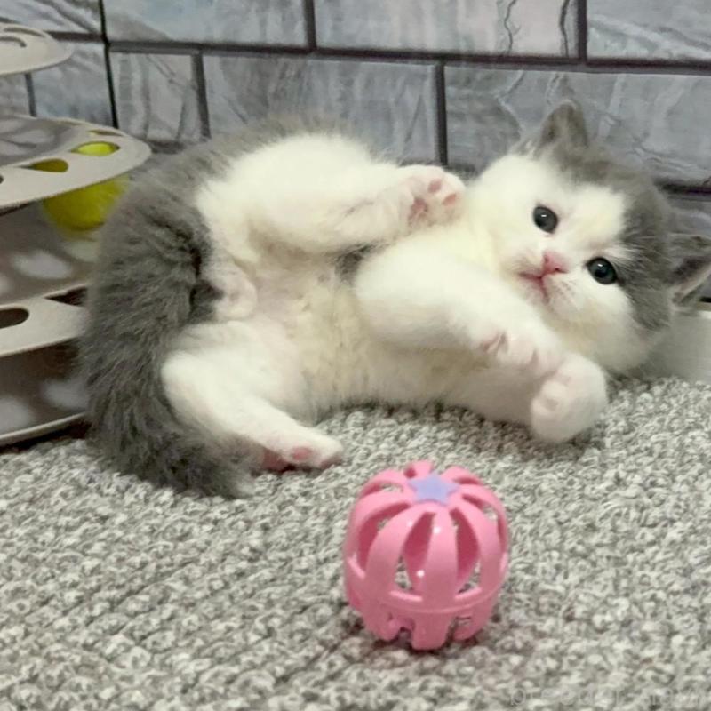 販売中の福岡県のマンチカン-139035の5枚目