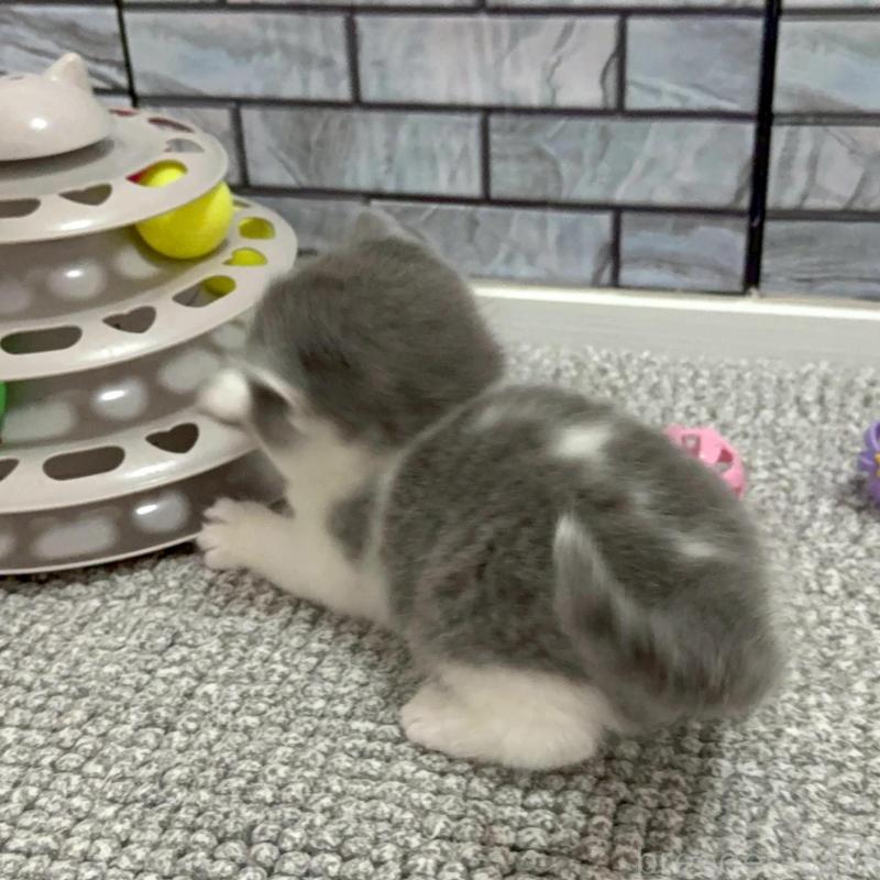 販売中の福岡県のマンチカン-139035の4枚目