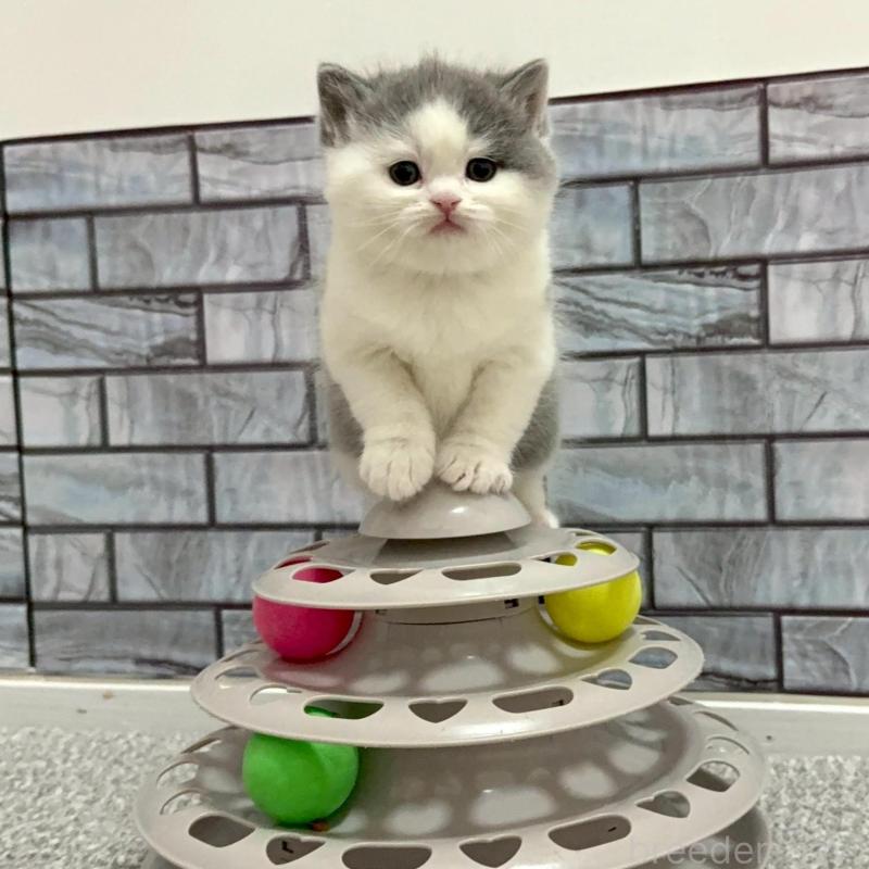 販売中の福岡県のマンチカン-139035の3枚目