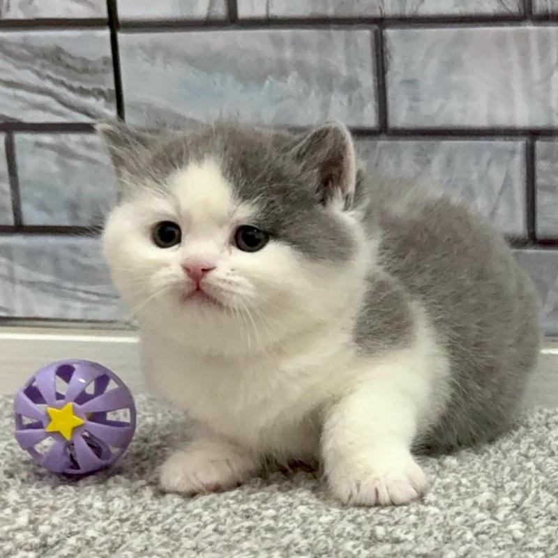 販売中の福岡県のマンチカン-139035の1枚目