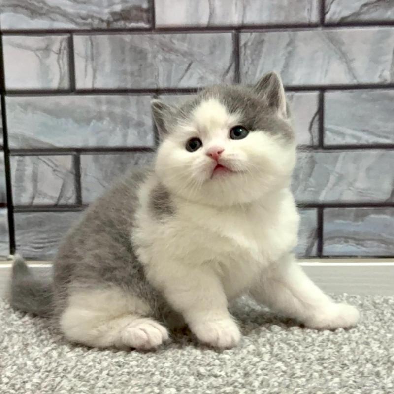 販売中の福岡県のマンチカン-139035の2枚目