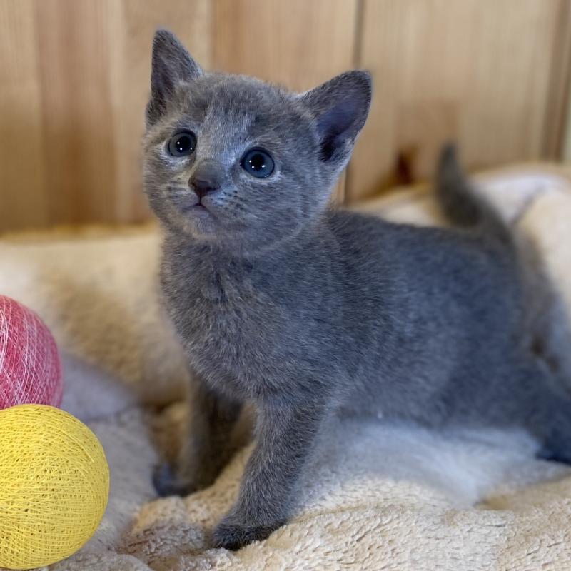 販売中の長野県のロシアンブルー-139036の1枚目