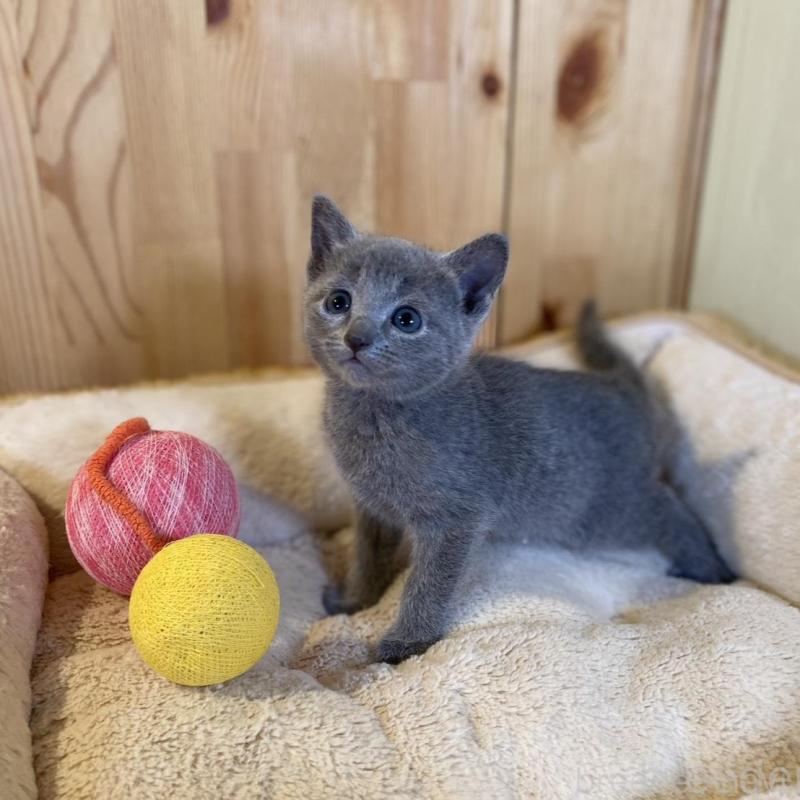 販売中の長野県のロシアンブルー-139036の11枚目