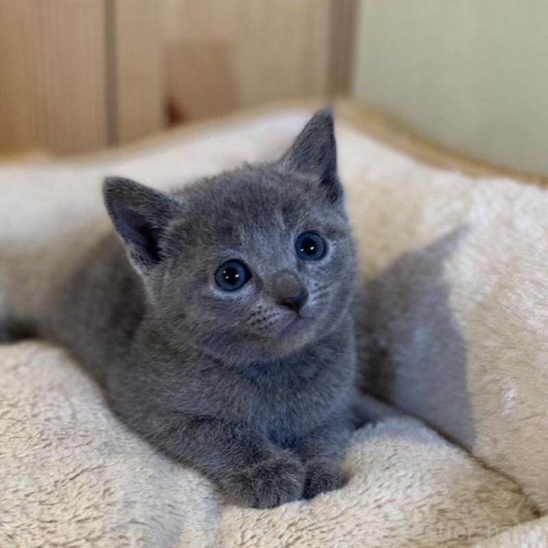 販売中の長野県のロシアンブルー-139036の10枚目