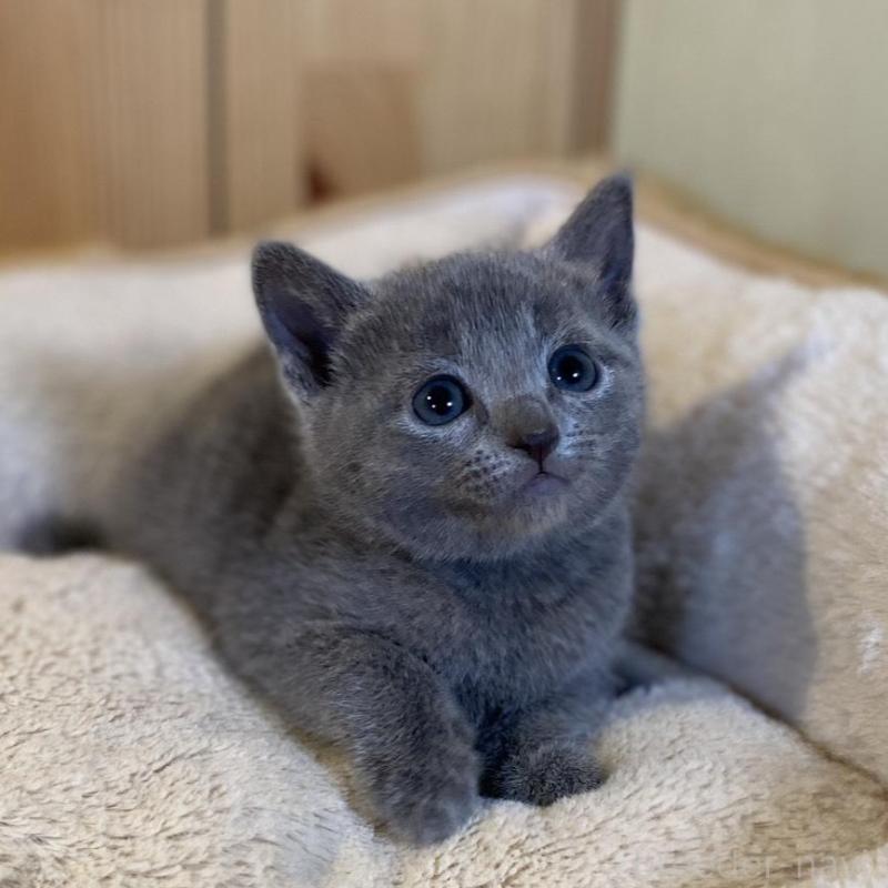 販売中の長野県のロシアンブルー-139036の9枚目