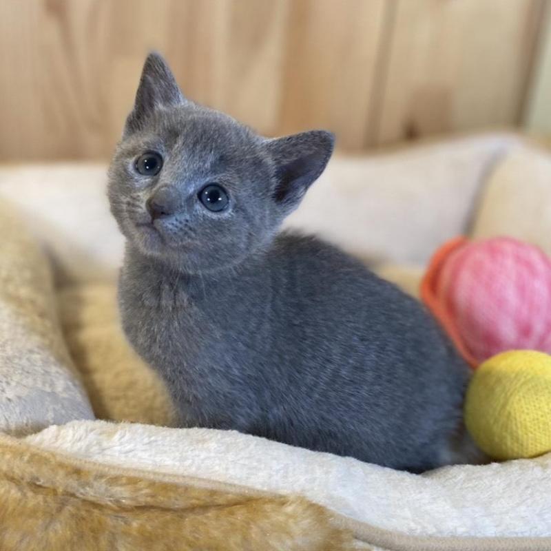 販売中の長野県のロシアンブルー-139036の8枚目