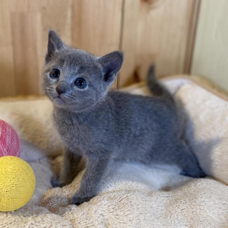 販売中の長野県のロシアンブルー-139036の7枚目