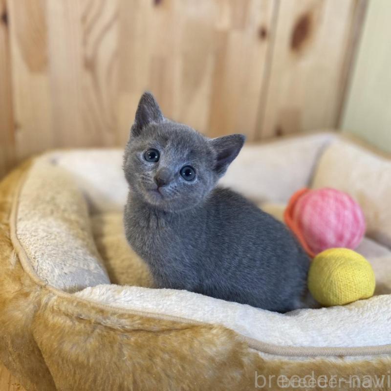 販売中の長野県のロシアンブルー-139036の6枚目