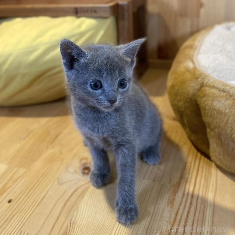 販売中の長野県のロシアンブルー-139036の5枚目