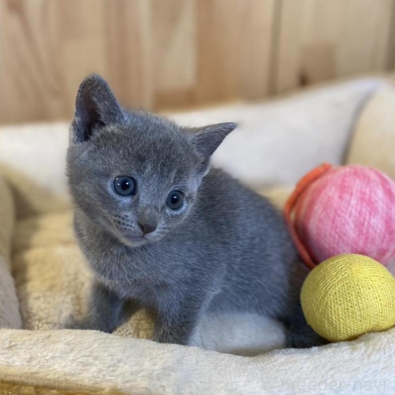 販売中の長野県のロシアンブルー-139036の4枚目