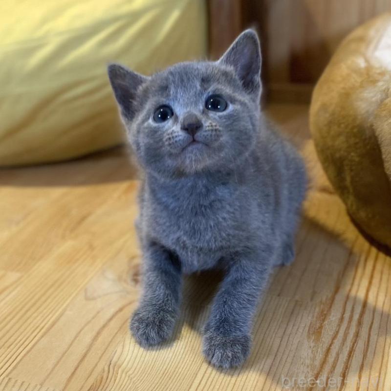 販売中の長野県のロシアンブルー-139036の3枚目