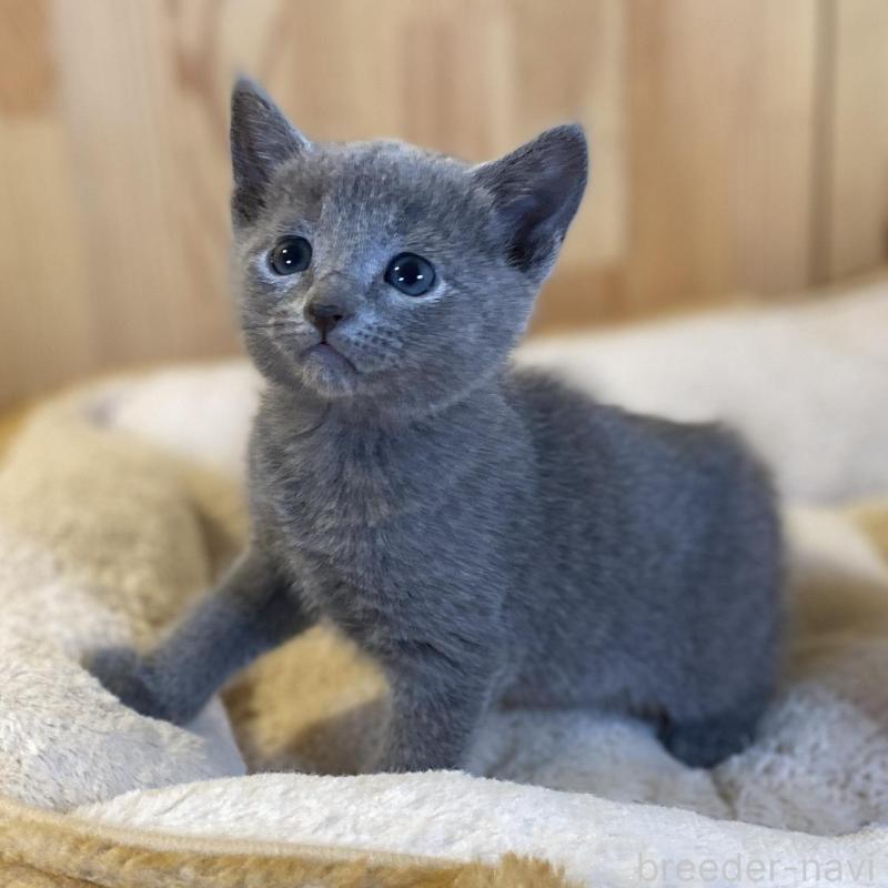 販売中の長野県のロシアンブルー-139037