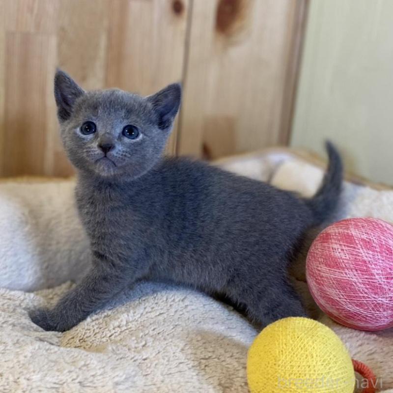 販売中の長野県のロシアンブルー-139037の11枚目