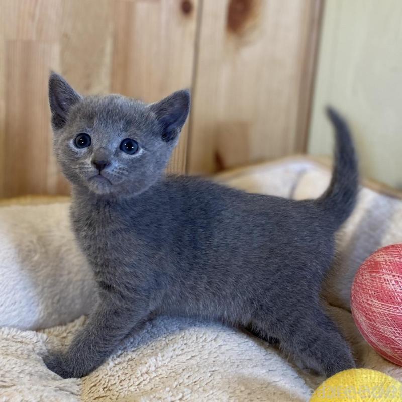 販売中の長野県のロシアンブルー-139037の10枚目