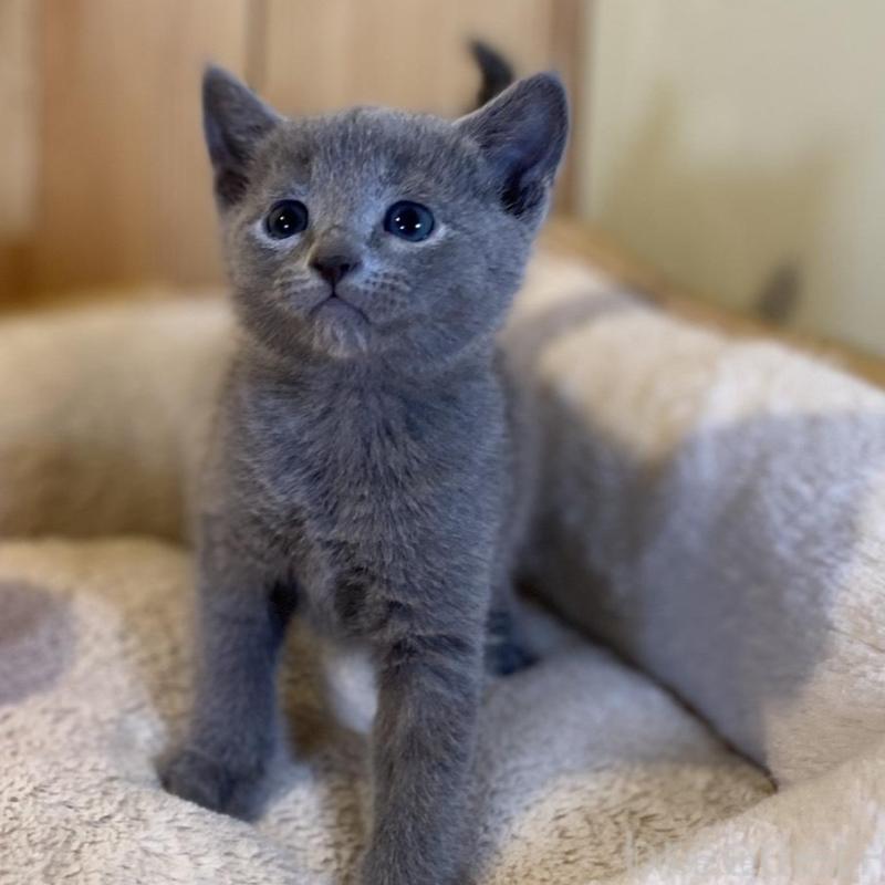 販売中の長野県のロシアンブルー-139037の9枚目