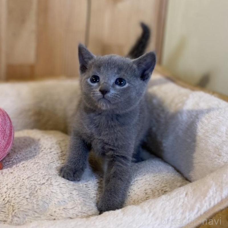 販売中の長野県のロシアンブルー-139037の8枚目