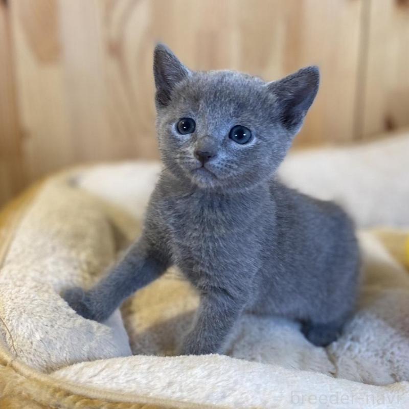 販売中の長野県のロシアンブルー-139037の7枚目