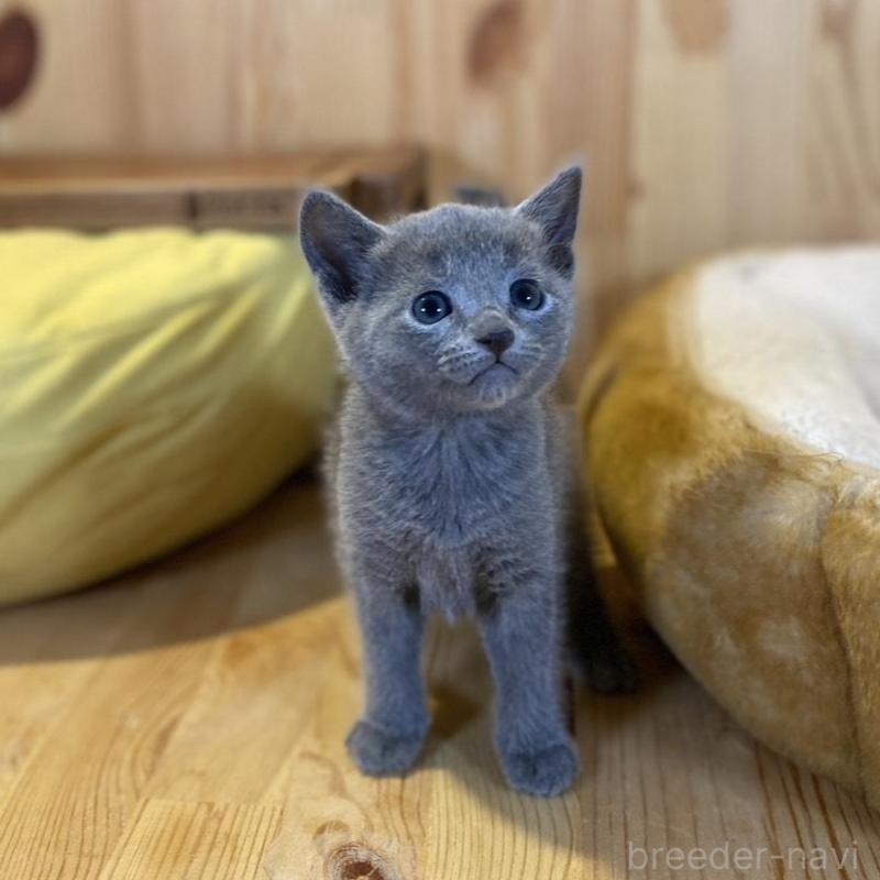 販売中の長野県のロシアンブルー-139037の6枚目