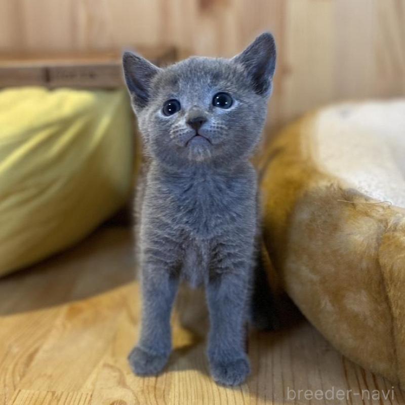 販売中の長野県のロシアンブルー-139037の5枚目
