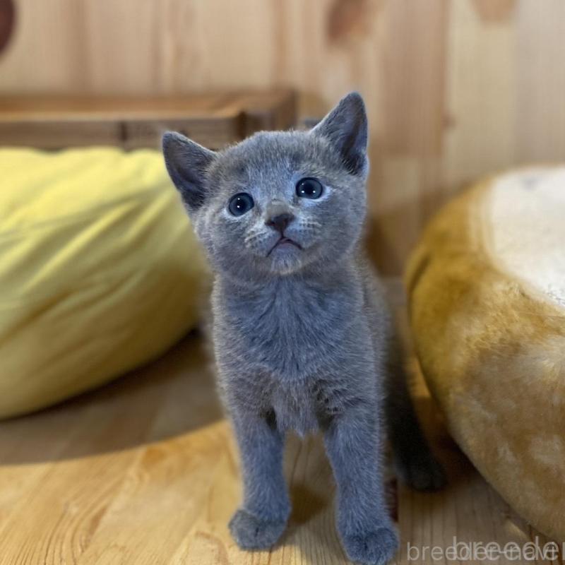 販売中の長野県のロシアンブルー-139037の4枚目