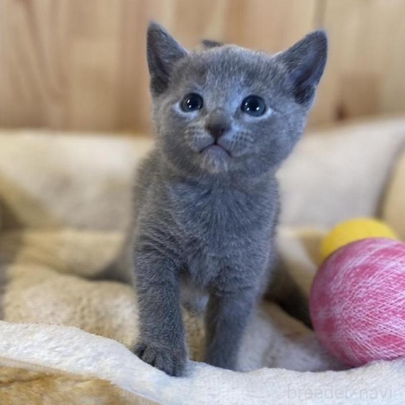 販売中の長野県のロシアンブルー-139037の3枚目