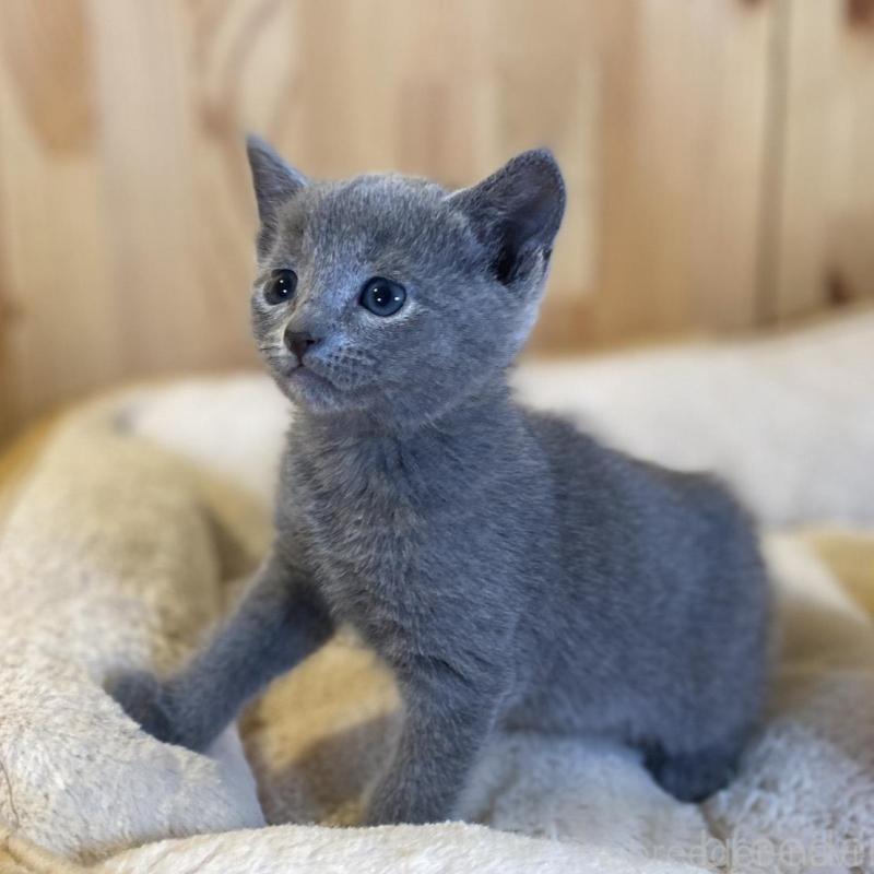 販売中の長野県のロシアンブルー-139037の2枚目