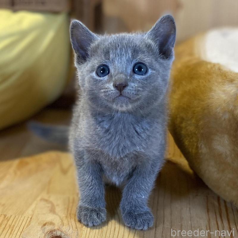 販売中の長野県のロシアンブルー-139038