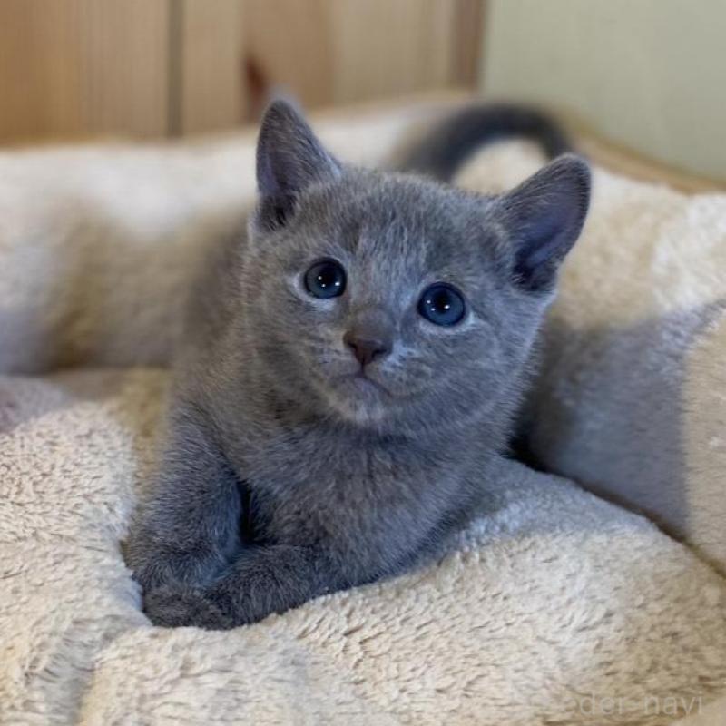 販売中の長野県のロシアンブルー-139038の11枚目