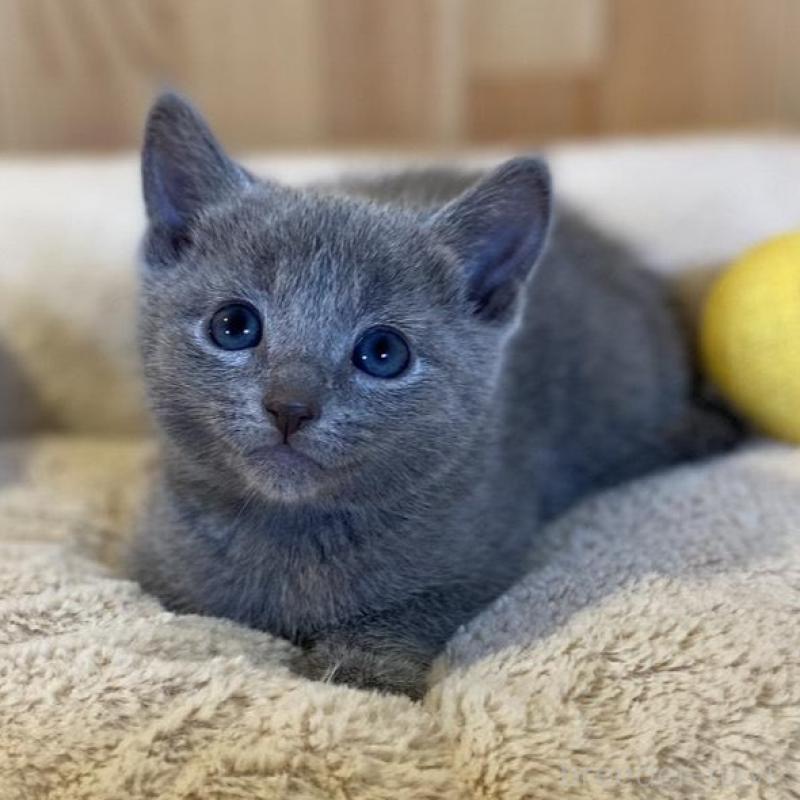 販売中の長野県のロシアンブルー-139038の10枚目