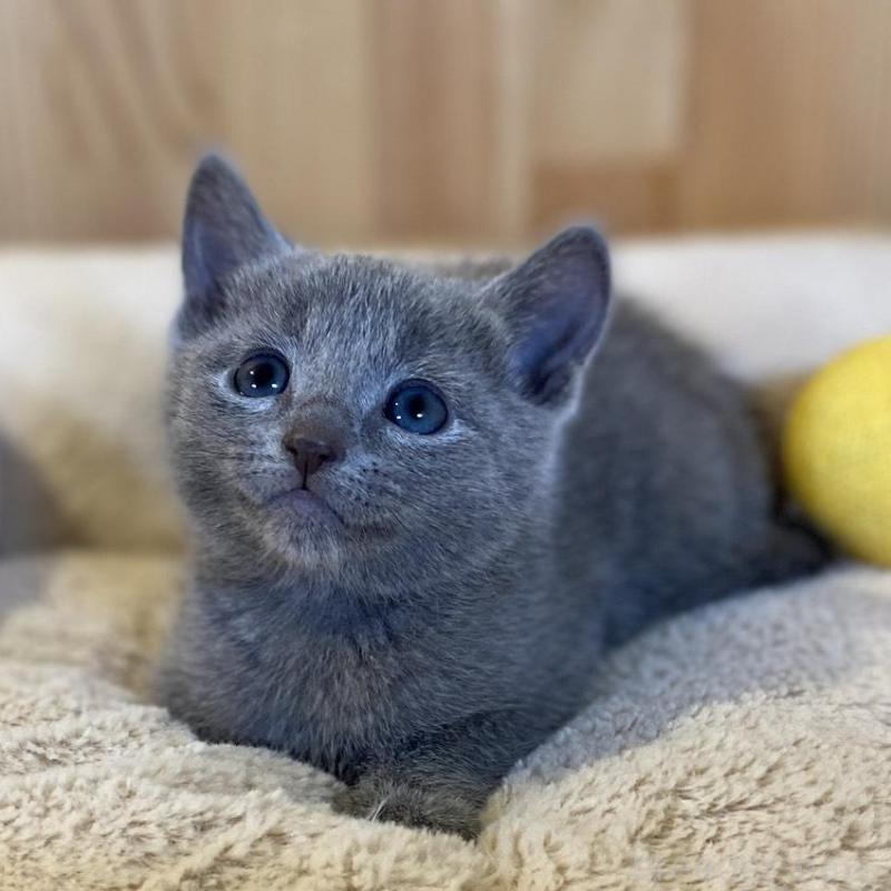 販売中の長野県のロシアンブルー-139038の9枚目