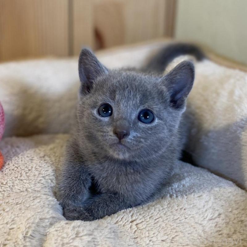 販売中の長野県のロシアンブルー-139038の8枚目