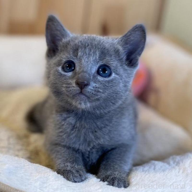 販売中の長野県のロシアンブルー-139038の6枚目